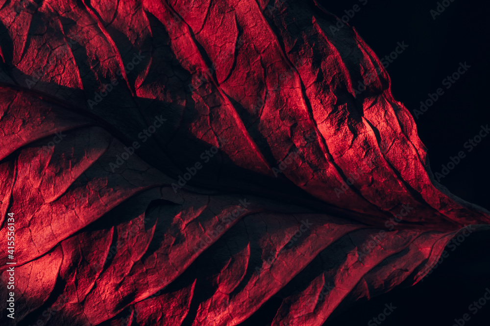 Aufkleber Close up Beautiful abstraction  leaf texture in red neon light. Minimalism retro style concept. Background pattern for design. Macro photography view.
