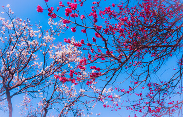 Pink plum blossoms in front of white plum blossom before a bright blue sky 