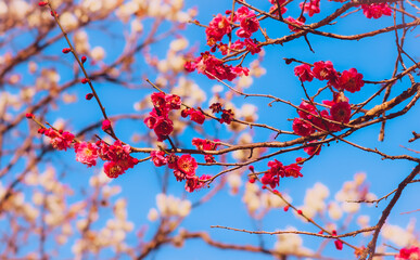 Pink plum blossoms in front of white plum blossom before a bright blue sky 