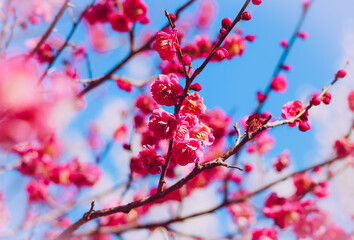 Close-up of pink plum blossoms before a bright blue sky