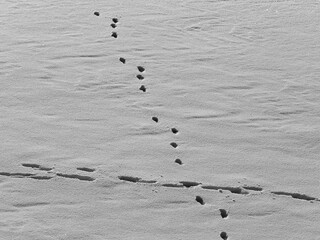 footprints in the snow, human footprints in the snow