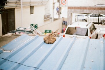 지붕위의 고양이
