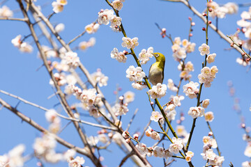 梅の蜜を吸うメジロ