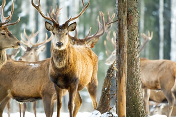 Naklejka na ściany i meble Red deer in winter forest. wildlife, Protection of Nature. Raising deer in their natural environment.