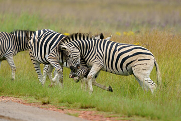 Zebra fighting for Dominance over females in mating season in the herd. Biting and kicking at each other until one backs out or runs away. Rietvlei Pretoria Gauteng South Africa