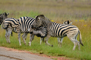 Zebra fighting for Dominance over females in mating season in the herd. Biting and kicking at each other until one backs out or runs away. Rietvlei Pretoria Gauteng South Africa