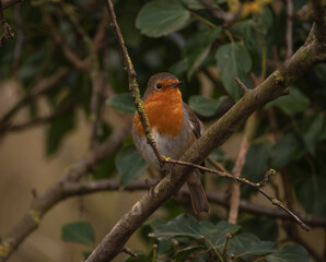Robin perching in a tree