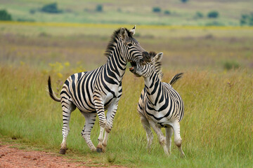 Fototapeta na wymiar Zebra fighting for Dominance over females in mating season in the herd. Biting and kicking at each other until one backs out or runs away. Rietvlei Pretoria Gauteng South Africa