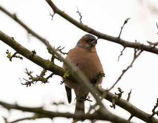 Obraz premium A single male Chaffinch perched in a tree, which is very bare in the winter. 