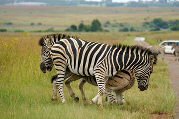 Zebra fighting for Dominance over females in mating season in the herd. Biting and kicking at each other until one backs out or runs away. Rietvlei Pretoria Gauteng South Africa