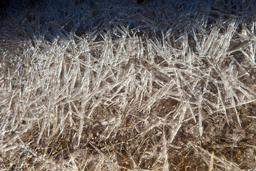 Bosque de Riofrio, Segovia, Castilla y León, España, Europa