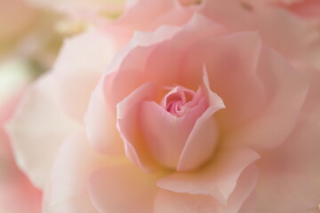 ピンク色のバラ
