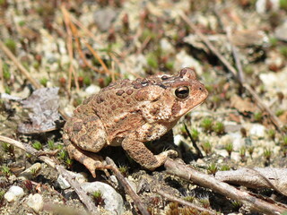 an american toad in the Papineau-Labelle Wildlife Reserve, Quebec, Canada, May