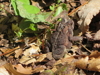 an american toad in the Papineau-Labelle Wildlife Reserve, Quebec, Canada, May