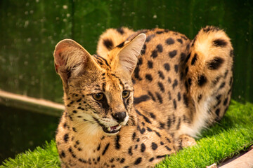 Serval Wild Cat Dark brown with big black dots in the zoo