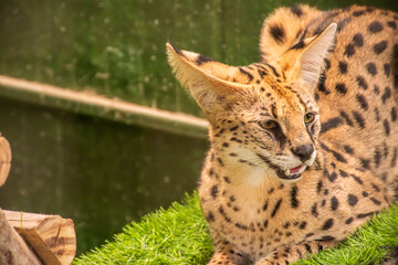 Serval Wild Cat Dark brown with big black dots in the zoo