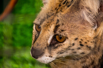 Serval Wild Cat Dark brown with big black dots in the zoo