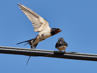 Barn swallow hatchlings, Hirundo rustica, fresh from the nest being fed by their mother, Onteniente, Spain.
