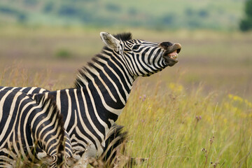 Fototapeta na wymiar Zebra equus smiling and laughing at something funny in the veld in pretoria at rietvle nature reserve in South Africa