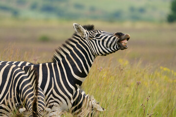 Fototapeta na wymiar Zebra equus smiling and laughing at something funny in the veld in pretoria at rietvle nature reserve in South Africa