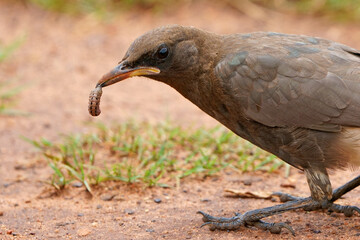 Early bird catches the worm, flopping it around to kill it before eating it to feed his young babies