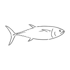 Vector illustration of tuna. Vector illustration can be used for creating logo and emblem for fishing clubs, prints, web and other crafts.