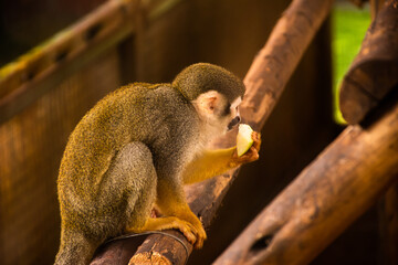Little squirrel monkey pictures Sitting with fruit