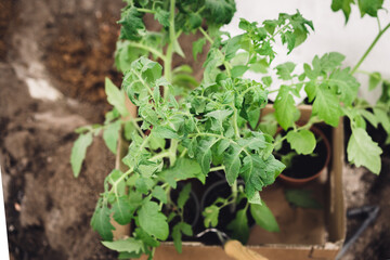 Planting tomatoes seedlings in greenhouse. Organic cultivation of tomatoes, green gardening.