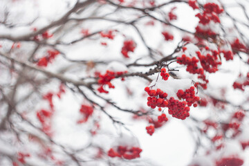 Bunches of red mountain ash covered with snow caps. Snow-covered rowan.
