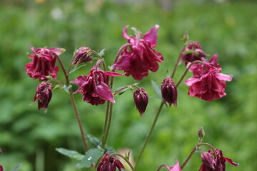 Columbina Aquilegia blooms in the summer garden. Raindrops remained on her delicate petals