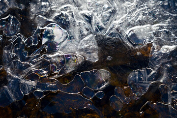 Bosque de Riofrio, Segovia, Castilla y León, España, Europa