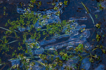 Bosque de Riofrio, Segovia, Castilla y León, España, Europa