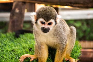 Little cute Squirrel Monkey, white face with black mouth, fawn fur, blur background.