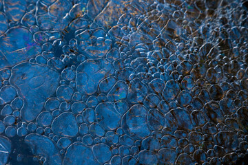 Bosque de Riofrio, Segovia, Castilla y León, España, Europa