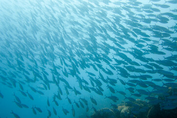 Group of fusilier fish in blue tropical water