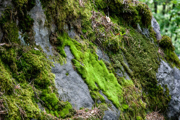 fresh green moss on shady rocks