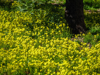 Countryside Mallorca
