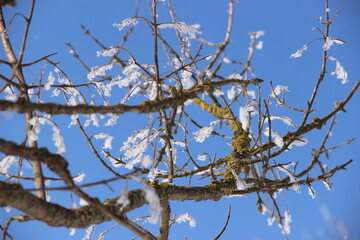 branches against sky