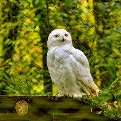 portrait of a young snow owl in the forest near Tripsdrill, Freudental
