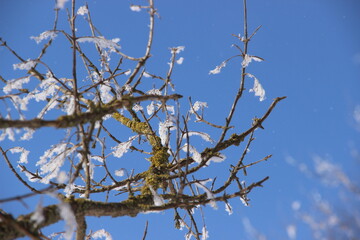 branches against sky
