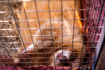 Procyon lotor(raccoon) is a dark brown body. Sleeping in a cage at the zoo