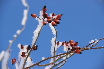 berries of a dogrose