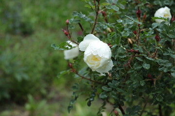 Summer rain drops remained on the delicate white rose petals