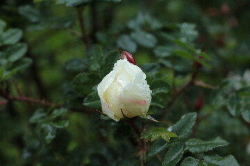 Summer rain drops remained on the delicate white rose petals