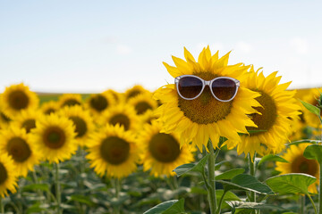 Girasoles