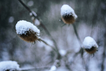 snow covered branches of a tree