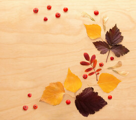 Autumn yellow birch leaves, red rowan berries and dark viburnum decorated with rowan berries on a light wooden background