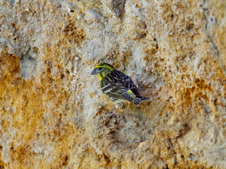 European serin, Serinus serinus, near Onteniente, Spain