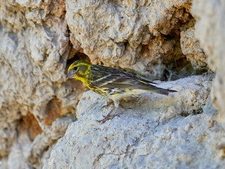 European serin, Serinus serinus, near Onteniente, Spain