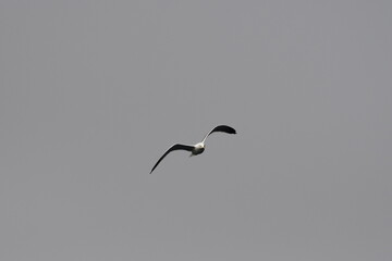 GAVIOTA PATIAMARILLA